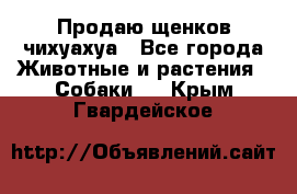 Продаю щенков чихуахуа - Все города Животные и растения » Собаки   . Крым,Гвардейское